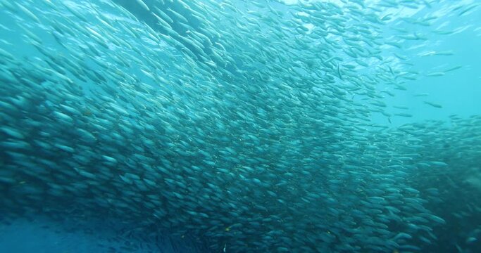 A school of sardines forms a ball to hide from the shark. A flock herd  of millions of fish swirls around the camera and corals. Seascape with a baitball of sardine fish in the Caribbean Sea
