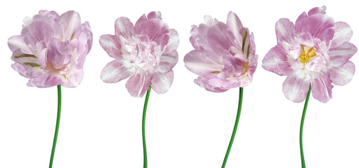 Set  flowers tulips  on white isolated background.   For design. Closeup.  Transparent background.    Nature. - 748643964