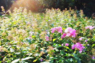 Obraz premium Nature, sunshine and bush of flowers in garden with natural landscape, morning blossom and floral bloom. Growth, flare and pink phlox in green backyard, countryside field and sustainable environment.