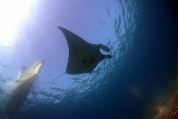 Manta Ray glides by with boat on the surface in the backround. Komodo Island National park....