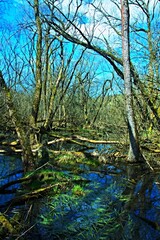 Czech Republic-view of a wetland in early spring near the town of Trutnov