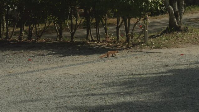 Japanese Weasel Running and Escaping Underground in a Park, Tracking shot