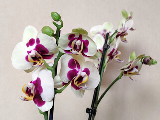 blooming phalaenopsis orchid in flower pot
