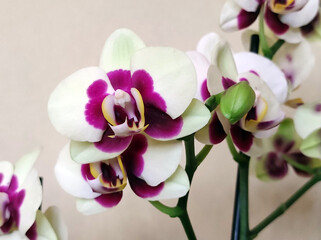 blooming phalaenopsis orchid in flower pot