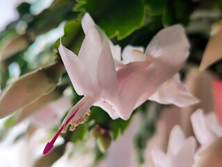 white Christmas cactus succulent in white blossom
