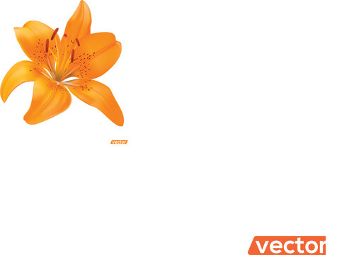 Vector realistic orange lily on a white background, orange lily flowers. Vector flat style, cartoon illustration