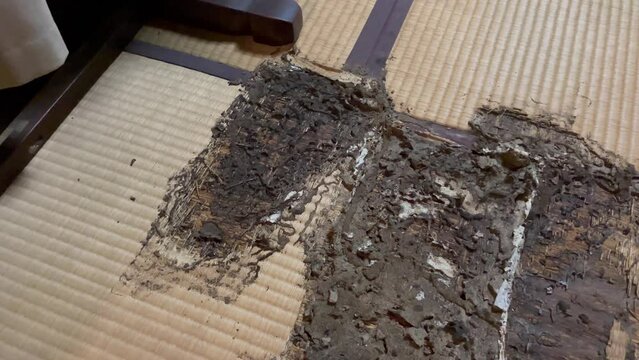 JAPAN : View of old tatami (Japanese style straw mat) eaten by termites (white ants).