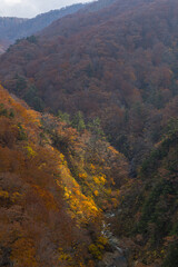 日本　青森県青森市の十和田八幡平国立公園内にある城ヶ倉大橋から見える城ヶ倉渓流の紅葉
