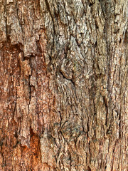 bark of a pine