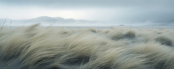 Amazing icelandic grass in beach during windy day.