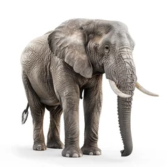 Foto op Aluminium side-view_cute_young_indian_elephant_trunk_upwards_white_background_ai_generated © MdAwlad