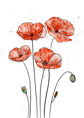 Elegant hand painted watercolour painting of poppies - 748649775
