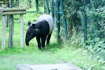 Malayan tapir in zoo