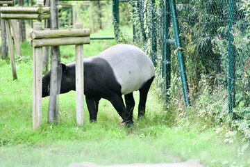 Malayan tapir in zoo - obrazy, fototapety, plakaty
