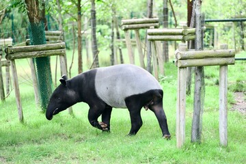 Fototapeta premium Malayan tapir in zoo