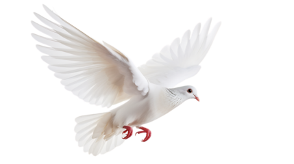 flying dove right side view isolated on transparent background
