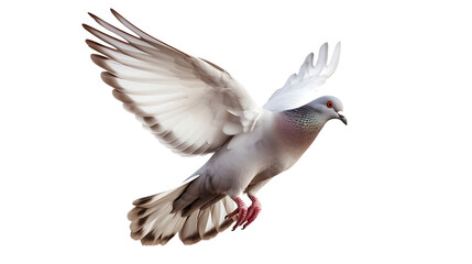 flying dove right side view isolated on transparent background