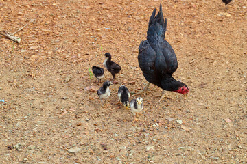 Hen and chicks feeding on field