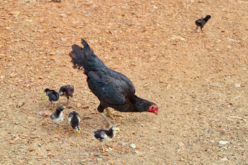 Hen and chicks feeding on field