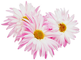 Chrysanthemums   flowers isolated on  a  white background. Close-up. For design.   Transparent...