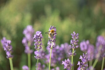 lavender flowers blooming in a garden and honey bee collecting pollen