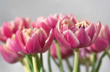Fototapeta premium closeup of beautiful pink double-flowered tulip flowers isolated on clear background