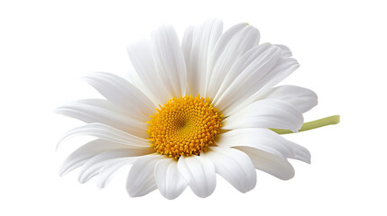One white daisy flower isolated on transparent background