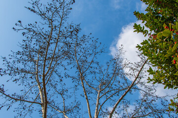 冬の木と青空と雲