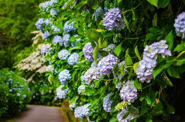 アジサイの花の咲く道