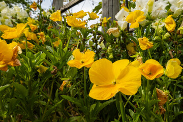 黄色いパンジーの花