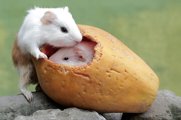 Two baby guinea pigs are eating ripe papaya that fell to the ground. This rodent mammal has the...
