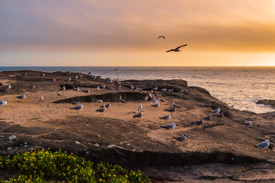 Cliff with flock of seagulls perched at dusk with orange sunset at S&atilde;o Paio Beach, Labruge PORTUGAL