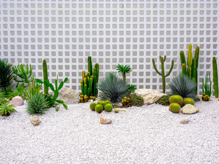 Minimalist style of bright outdoor cactus garden. Variety green cactus and succulent plants,...