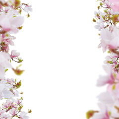 Fototapeta na wymiar Beautiful fresh pink magnolia flowers borders isolated on white