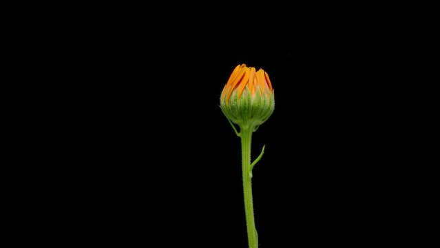 common marigold, calendula flower opening time lapse