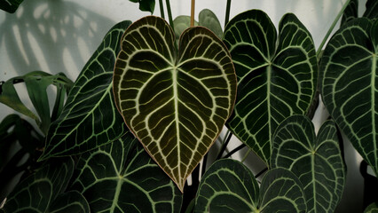 Anthurium clarinvervium heart leaves dark foliages indoor plant
