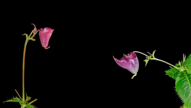 Impatiens glandulifera, Himalayan balsam flower opening time lapse