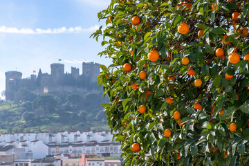 Tree in sun full of ripe oranges with hazy and out of focus in background medieval castle Castillo...
