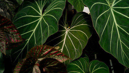 Obraz premium Philodendron gloriosum heart leaves, dark foliages, indoor plant natural garden