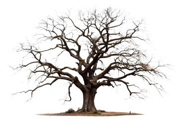 spooky tree on a transparent background