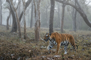 Bengal Tiger - Panthera Tigris tigris, beautiful colored large cat from South Asian forests and woodlands, Nagarahole Tiger Reserve, India. - 748662161