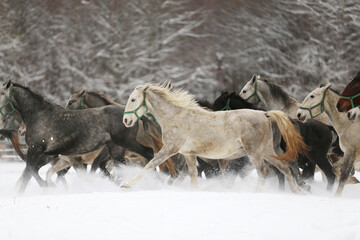 Herd of horses run across the field. A large herd of beautiful horses gallops across on pasture...