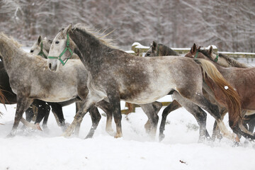 Fototapeta premium Herd of horses run across the field. A large herd of beautiful horses gallops across on pasture wintertime