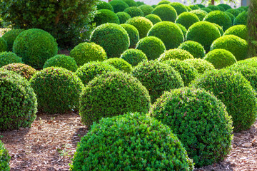 Evergreen boxwood is spherical. A small part of the garden at the chateau of Amboise, Loire Valley, France.