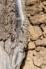 Close up of weathered and bare trunk of Mediterranean cypress tree against remains of a wall with stones of buildings that are remains from 10th century 