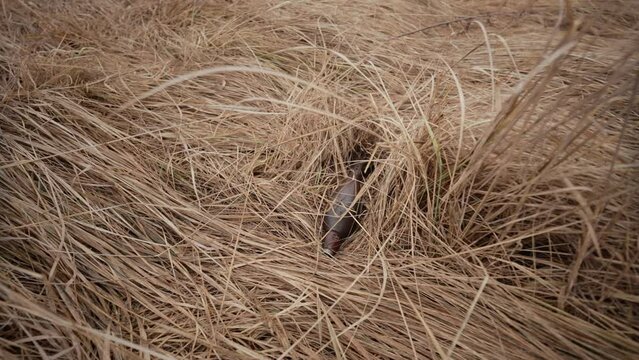 An old rusty mortar shell lies in the dry grass. Danger from unexploded shells. Demining the territory after the war.