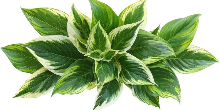Vibrant hosta plant leaves with green and white variegation isolated on a white background.