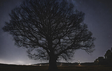 Fototapeta na wymiar Lonely tree in night. clouds and night sky., Photo low angle view of bare tree against cloudy sky