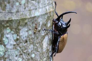 selective focus the head of a large black five-horned beetle perched on a tree During the winter in...