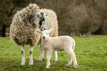 Swaledale mule ewe, or female sheep kissing her young lamb on the top of his head.  Lambing time in the Yorkshire Dales. Concept:  Mother's love and affection.  Close up.  Horizontal.  Copy space